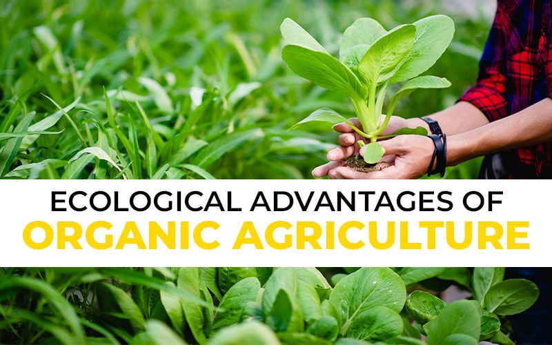 Ecological Advantages of Organic Agriculture