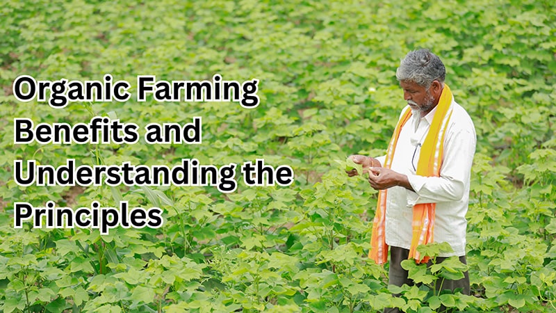 Organic Farming Benefits and Understanding the Principles