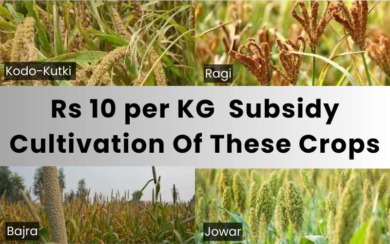 Subsidy Of Rs 10 Per Kilogram In The Cultivation Of These Crops